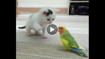 Chaton vs inseparable - Kitten vs love birds