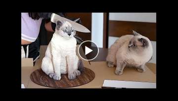 OMG So Cute - Best Funny Cat Videos