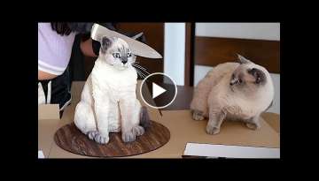 OMG So Cute - Best Funny Cat Videos OMG So Cute - Best Funny Cat Videos