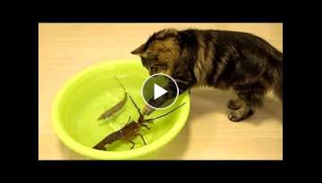 Laughing Animal Videos - Funny Cats - Funny cat reaction videos of the week