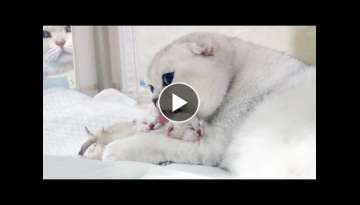 Scottish Fold gives birth to 3 cute kittens | Pregnant Silver Cat giving birth to adorable baby c...