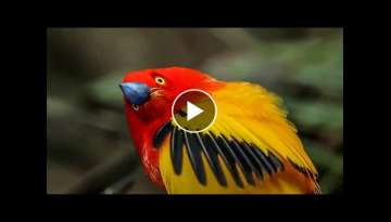 Earth 50 Top Natural History Moments Earth 50 Top Natural History Moments