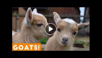Try Not To Laugh Animals Cute & Funny Goat Fail Compilation