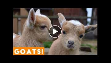 Try Not To Laugh Animals Cute & Funny Goat Fail Compilation Try Not To Laugh Animals Cute & Funny Goat Fail Compilation