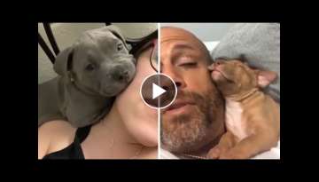 Pitbulls Being Wholesome EP.45 | Funny and Cute Pitbull Compilation
