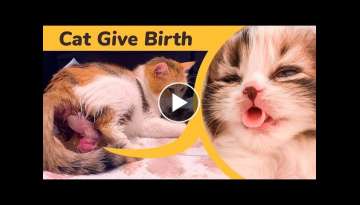 Cat Giving Birth to 5 Kittens With Complete Different Color 