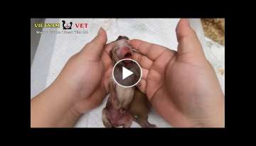 Baby newborn puppy crying loudly after revived from the VET