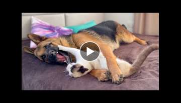 German shepherd and cat play in their owners' bed