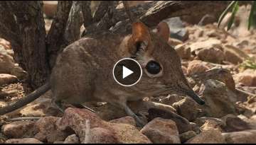 The tiny elephant shrew spotted alive for the first time in 50 years The tiny elephant shrew spotted alive for the first time in 50 years