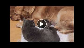Sweet Golden Retriever Comforts Mama Cat and Her Newborn Kittens