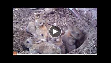 Baby rabbits and their mom (Bushnell Nature View)