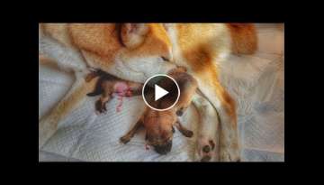 Birth of Shiba Inu puppy 2 of 3 - 2nd litter / boy