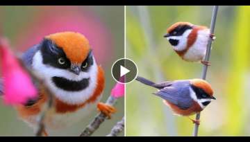 This Bird Is Called The Black-Throated Bushtit And Yes, You Read That Right (22 Pics)
