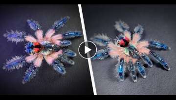 Female Brazilian Jewel Tarantulas Live Three Times Longer Than Male Ones Female Brazilian Jewel Tarantulas Live Three Times Longer Than Male Ones