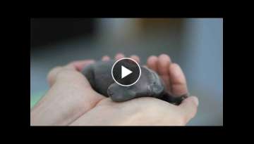 Puppies Crying Alone |Rescue 4 newborn puppies |Rescue NewBorn Puppies Near The Trash Can