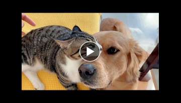 Golden Retriever Lovingly Cares For A Rescue Kitten Will Warm Your Heart
