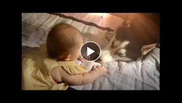Husky Meets Baby Sister for First Time Husky Meets Baby Sister for First Time