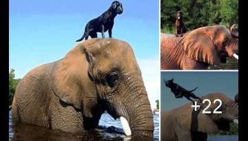 Orphaned Elephant Didn’t Have A Single Friend Then A Dog Climbed On Her Head