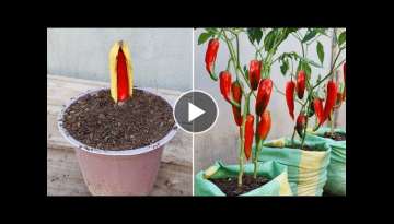 New gardening method | How to propagate chili peppers in bananas New gardening method | How to propagate chili peppers in bananas
