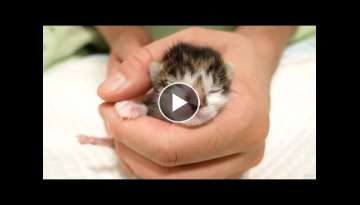 Protected baby kittens of abandoned cats one day after birth-Kittens grow from 1-50 days old