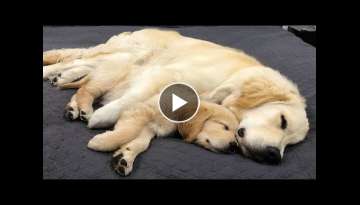 Funniest & Cutest Golden Retriever Puppies