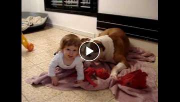 American Bulldog and Baby playing American Bulldog and Baby playing