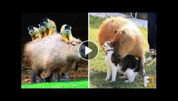 12 Friendliest Animals In The World 12 Friendliest Animals In The World