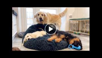 Golden Retriever Shocked by Puppies occupying his bed!