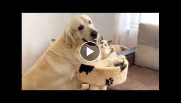 The Funniest Golden Retriever and Cutest Kitten - Amazing Friendship The Funniest Golden Retriever and Cutest Kitten - Amazing Friendship