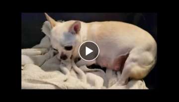 Chihuahua in Labor making her bed