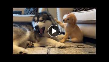 Golden Retriever Puppy V Giant Husky! Cutest Playfight Ever! (Cat Supervises!!)