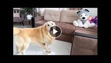 Funny Reaction of a Golden Retriever to a Husky Soft Toy