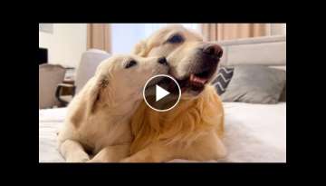 Puppy Loves Kisses with Golden Retriever