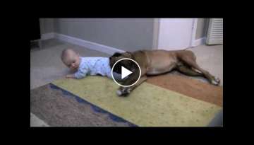 Linus the Boxer loves his baby