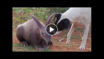 Rescued Baby Aardvark Thinks She’s One Of The Dogs Now