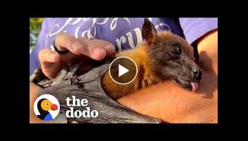 33-Year-Old Bat Loves to Curl Around His Caregiver's Arm and Fall Asleep | The Dodo