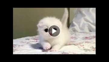 This Snowball Munchkin Kitten Is A Bundle Of Fluffy Cuteness