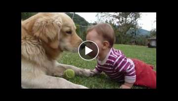 A Golden Retriever, a Baby and a Tennis Ball A Golden Retriever, a Baby and a Tennis Ball