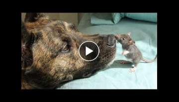 Depressed Rescue Dog Who Had No One To Play With Becomes Best Friends With A Rat