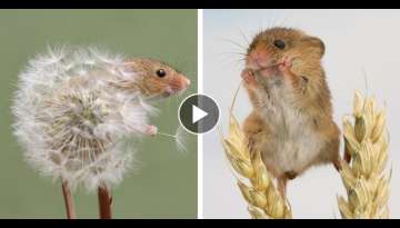 Charming Photos of Tiny Acrobatic Harvest Mice