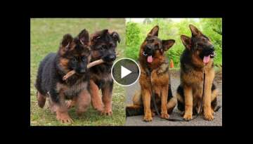Funny and Cute German Shepherd Puppies Compilation