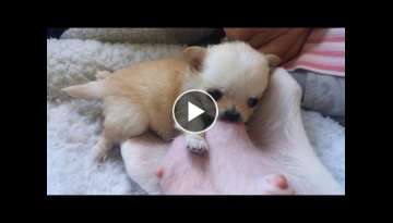 Teeny Tiny Chihuahua pup nursing Teeny Tiny Chihuahua pup nursing