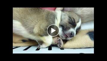 Newborn Puppy Abandoned in a Bag. Bernie's Life One Year Later | Howl Of A Dog