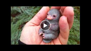 10 Strangest Animals You've Never Seen Before