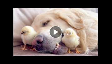 Golden Retriever and Baby Chicks Sleep Together [Cuteness Overload]