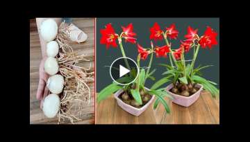Brilliant red lily. How to grow flowers to bloom  Brilliant red lily. How to grow flowers to bloom