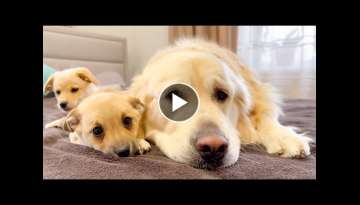 Puppies show their love for the golden retriever Puppies show their love for the golden retriever