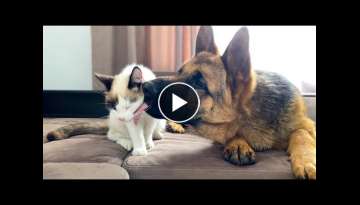 What a German Shepherd thinks a friendship with a Kitten should look like!