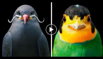 25 Exclusive Portraits of Stunning and Rare-Looking Endangered Birds 25 Exclusive Portraits of Stunning and Rare-Looking Endangered Birds