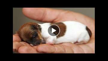 AWW CUTE BABY ANIMALS Videos Compilation cutest moment of the animals 2021